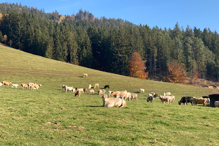 Restaurace Končina | Harrachov | 3