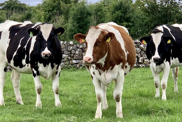 Restaurace Končina | Harrachov | 1