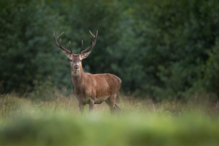 Restaurace Končina | Harrachov | 2